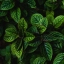 Quelle menthe choisir pour vos Mojitos ?