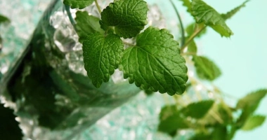 Mojito classique