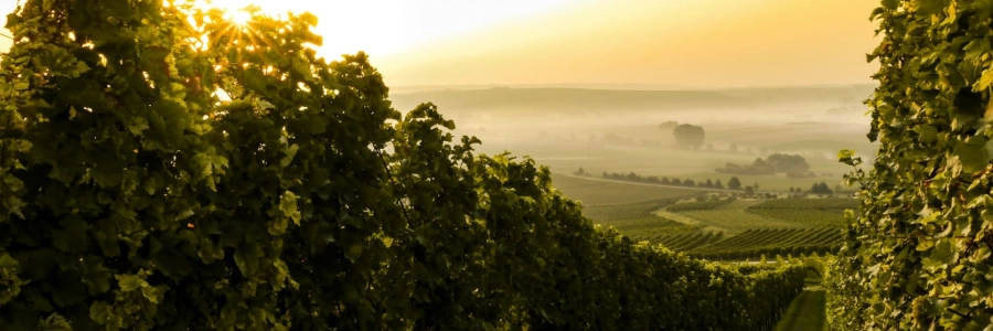 Les vins biodynamiques : entre tradition et innovation