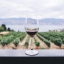 Languedoc Roussillon : que retenir de cette zone viticole française